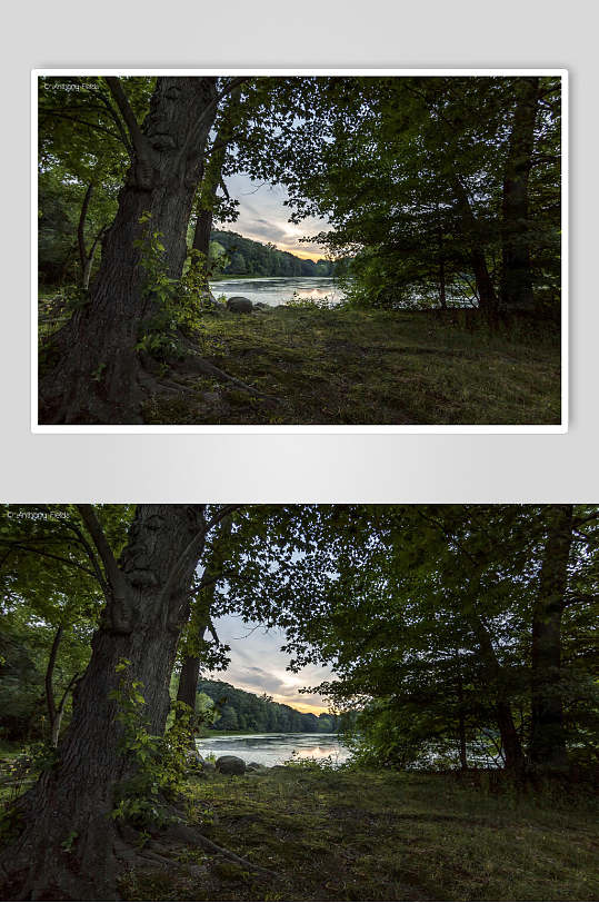 暮色森林高清图片