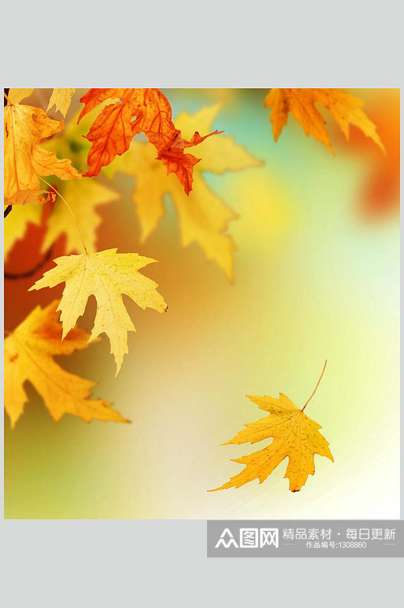 秋季枫叶枫树林摄影高清图片素材秋天落叶素材