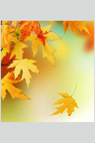 秋季枫叶枫树林摄影高清图片素材秋天落叶