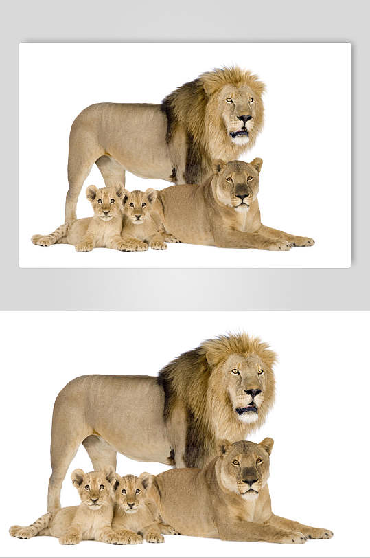 狮子一家四口图片