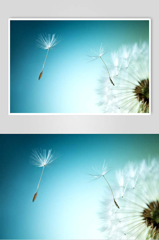 蒲公英图片风吹浪漫唯美摄影图素材