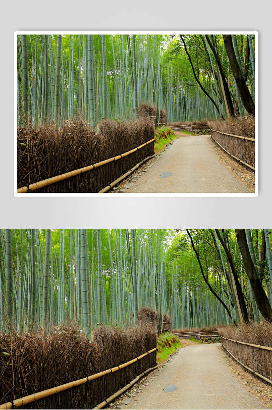 绿色修竹摄影图片素材竹子竹林