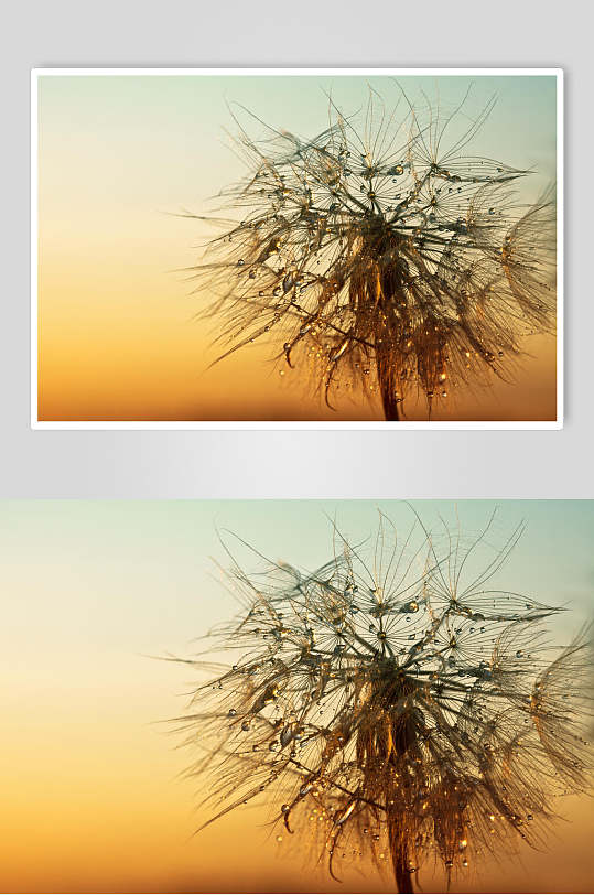 风吹浪漫唯美摄影图素材蒲公英图片