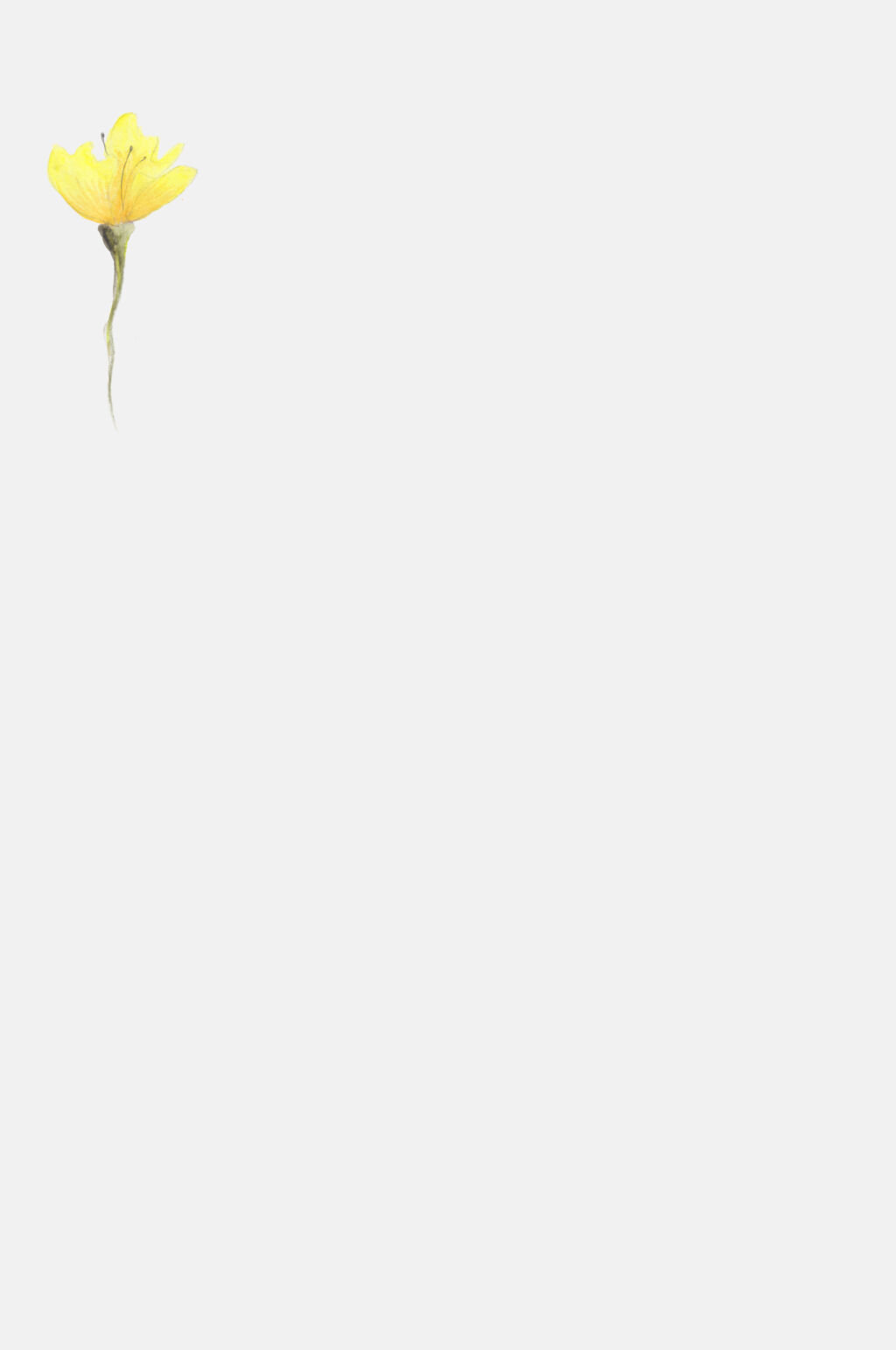 手绘花卉干花制作植物花朵设计元素素材
