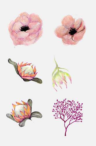 手绘花卉花朵花萼植物观察设计元素