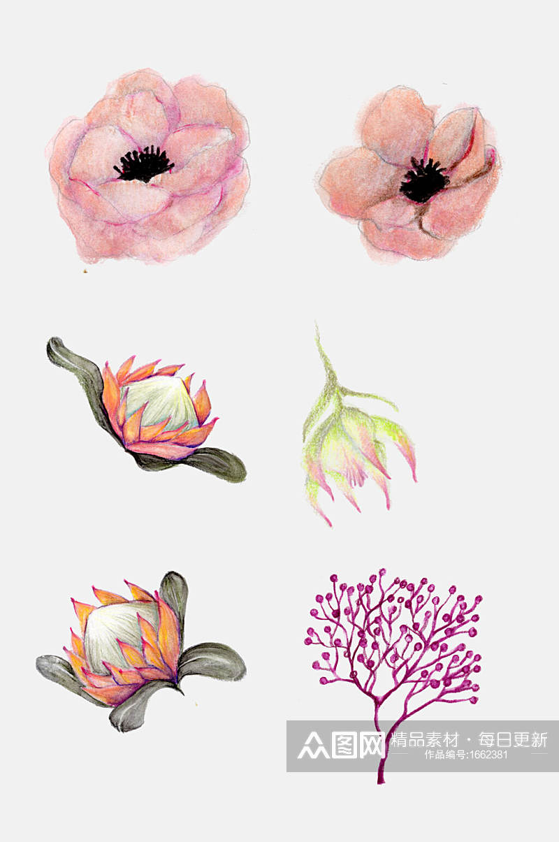 手绘花卉花朵花萼植物观察设计元素素材