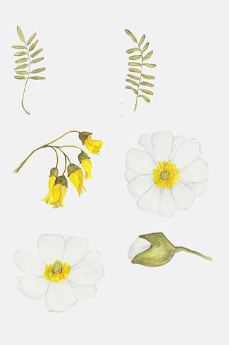 植物元素叶子棉花花朵植物日记设计元素