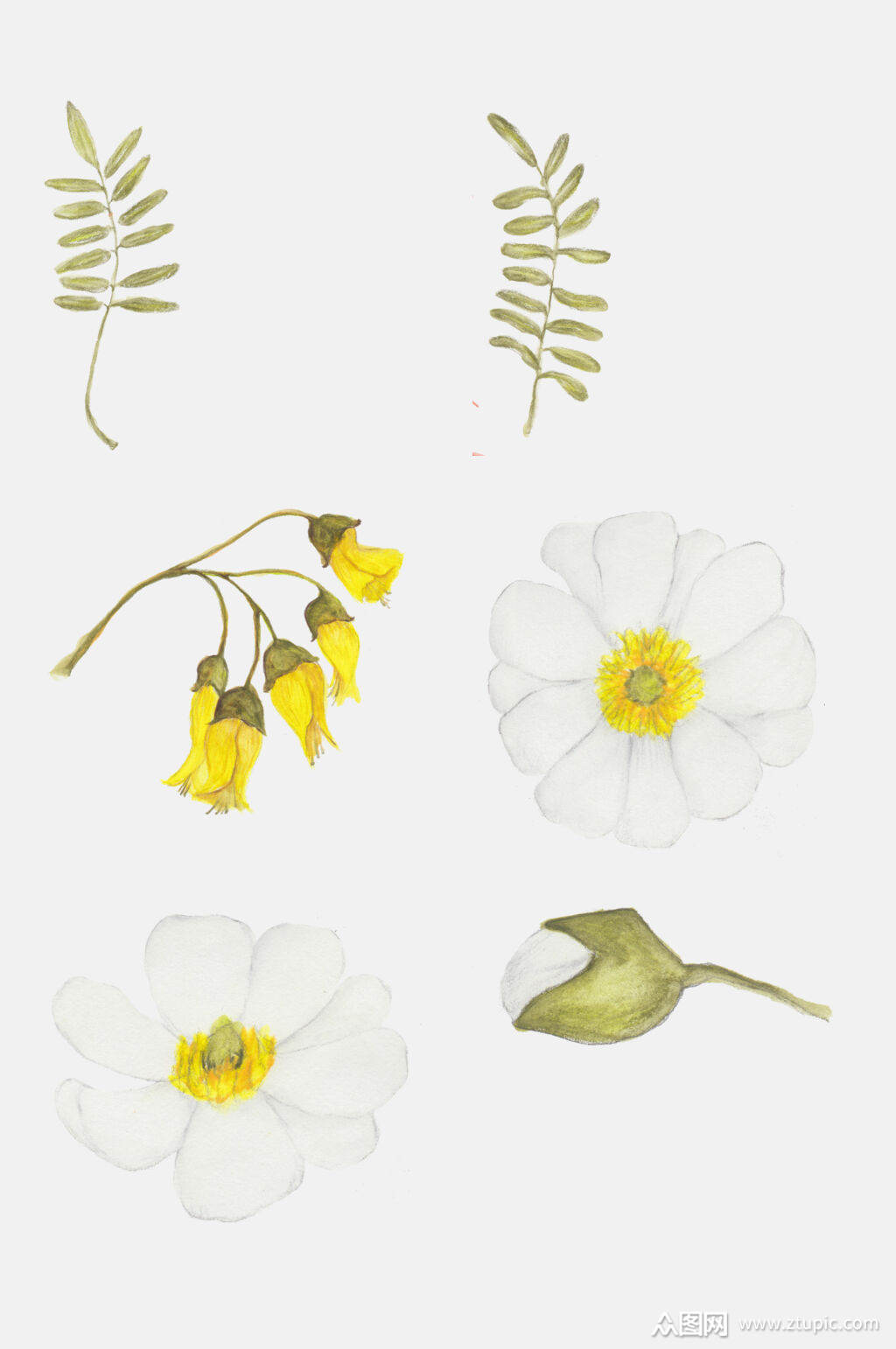 植物元素叶子棉花花朵植物日记设计元素