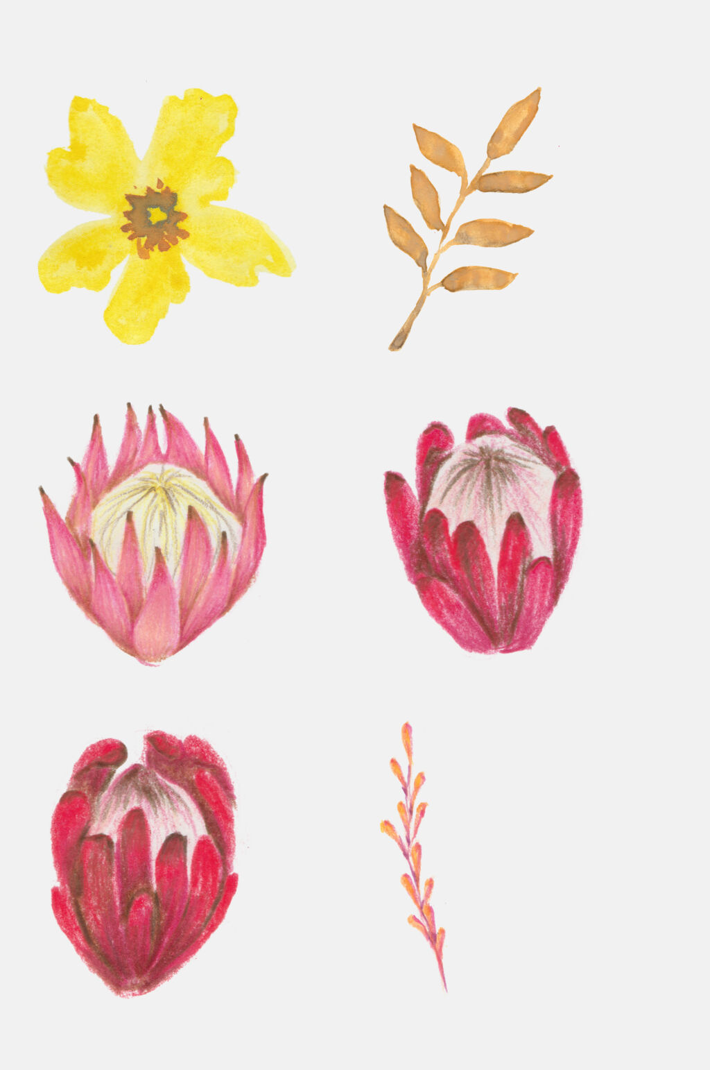 手绘花卉植物观察日记叶子花朵设计元素2素材