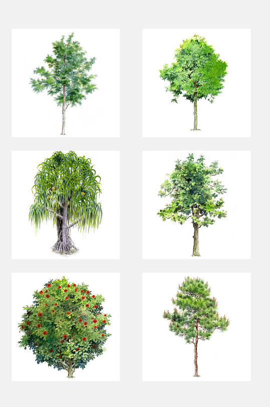 马尾松元素素材