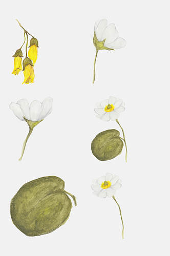 植物元素玉兰花叶子花4萼设计元素