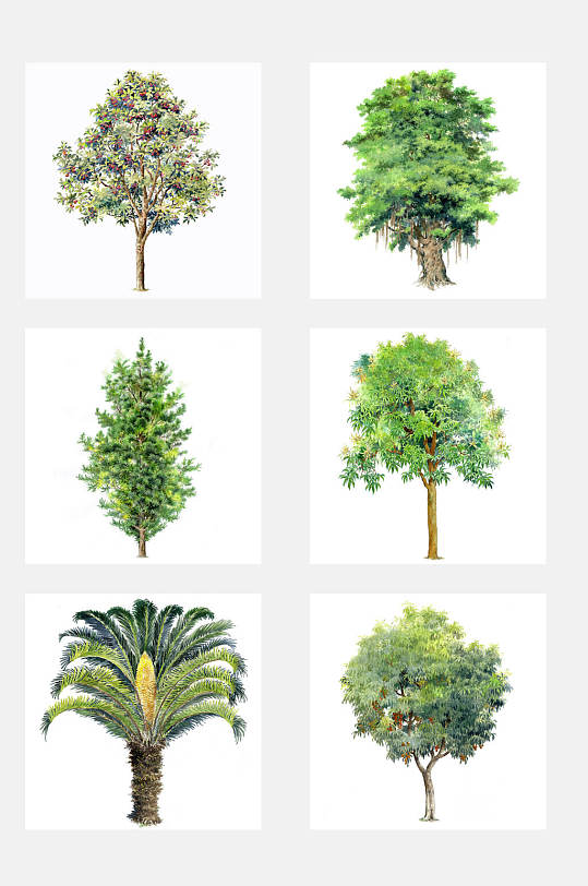 荔枝树绿树树木免扣png元素