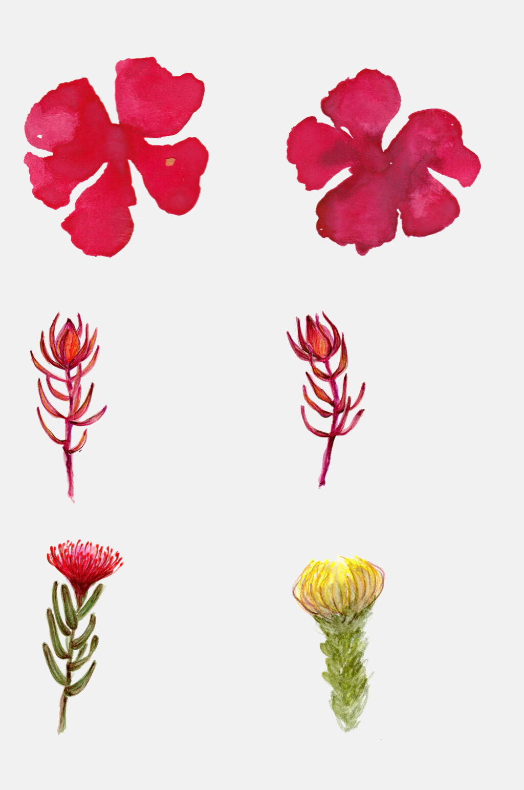 手绘花卉红花花萼植物设计元素素材