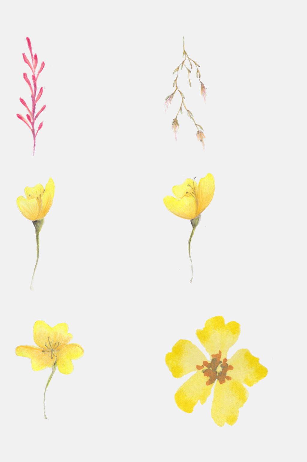 手绘花卉植物观察日记叶子花朵设计元素4素材