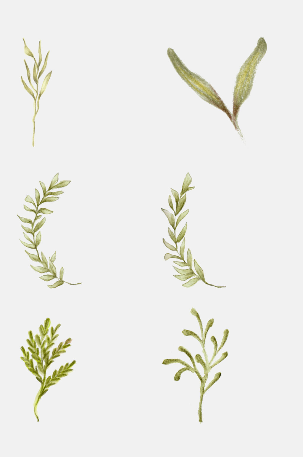 手绘花卉各种叶子植物观察设计元素素材