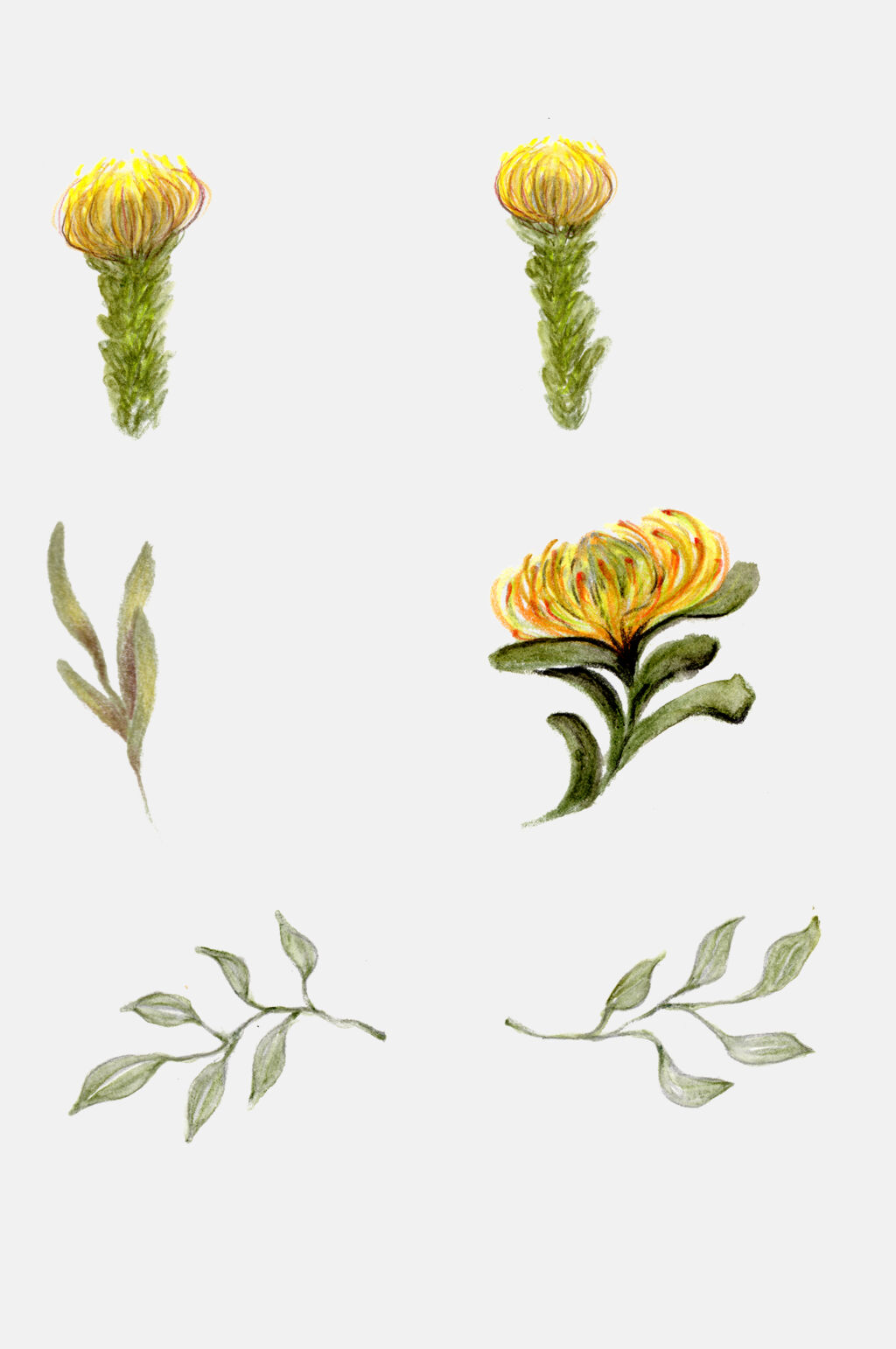 手绘花卉花萼花朵叶子植物日记设计元素素材