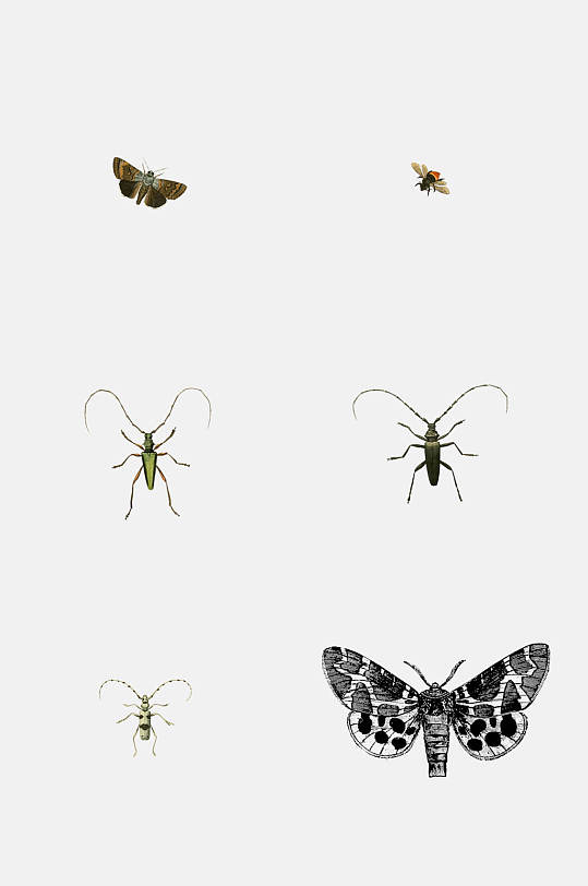 六种写实蝴蝶昆虫元素