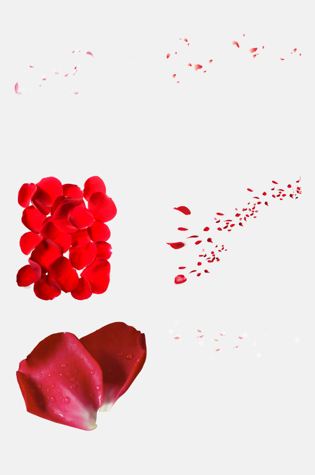 精致花瓣设计元素素材