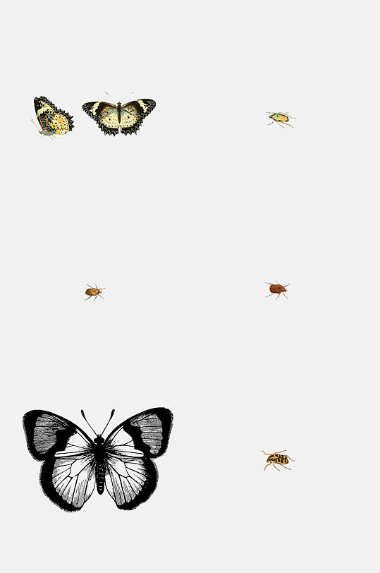 写实蝴蝶昆虫元素