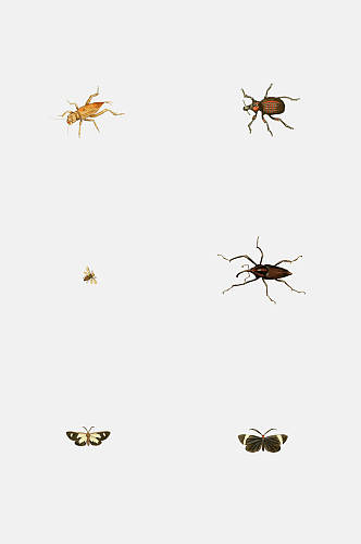 小虫子昆虫图片大全大图设计素材