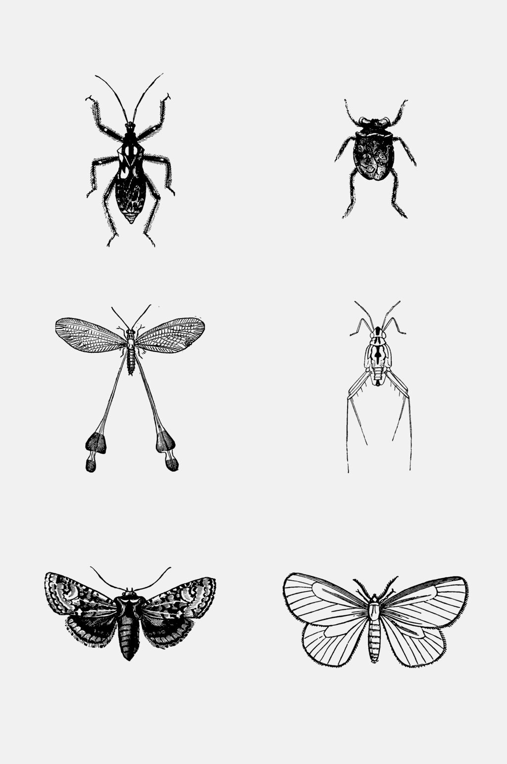很小的虫子黑白花纹图片