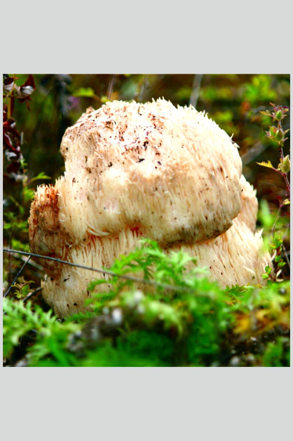 云南野生菌高清图片素材