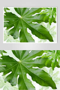 绿色盛夏火烈鸟芭蕉叶子设计元素