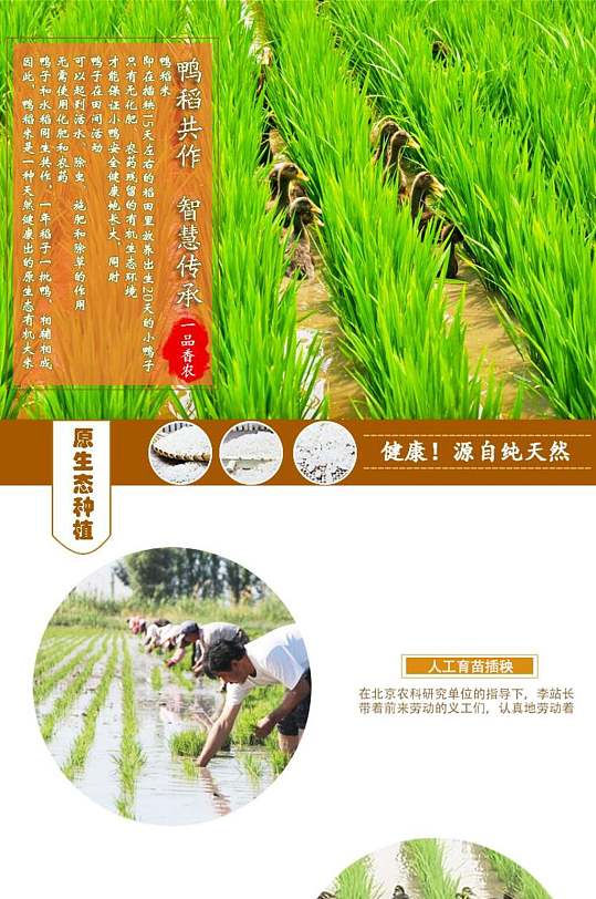 大米原生态种植健康
