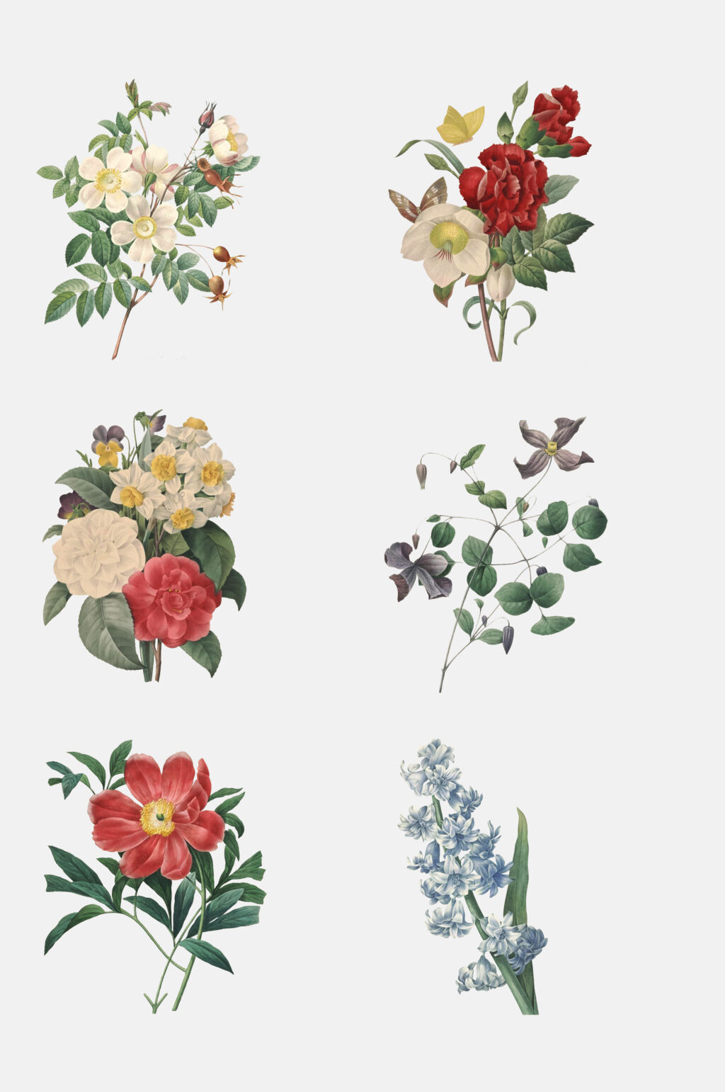 高级感花卉插画设计元素