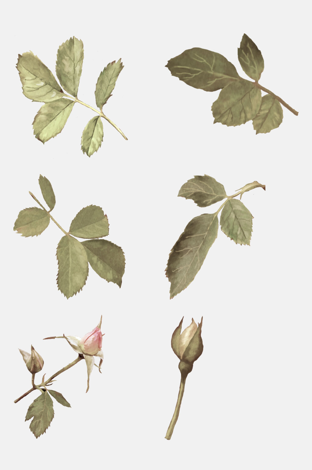 玫瑰花花瓣玫瑰叶子植物观察干花制作素材