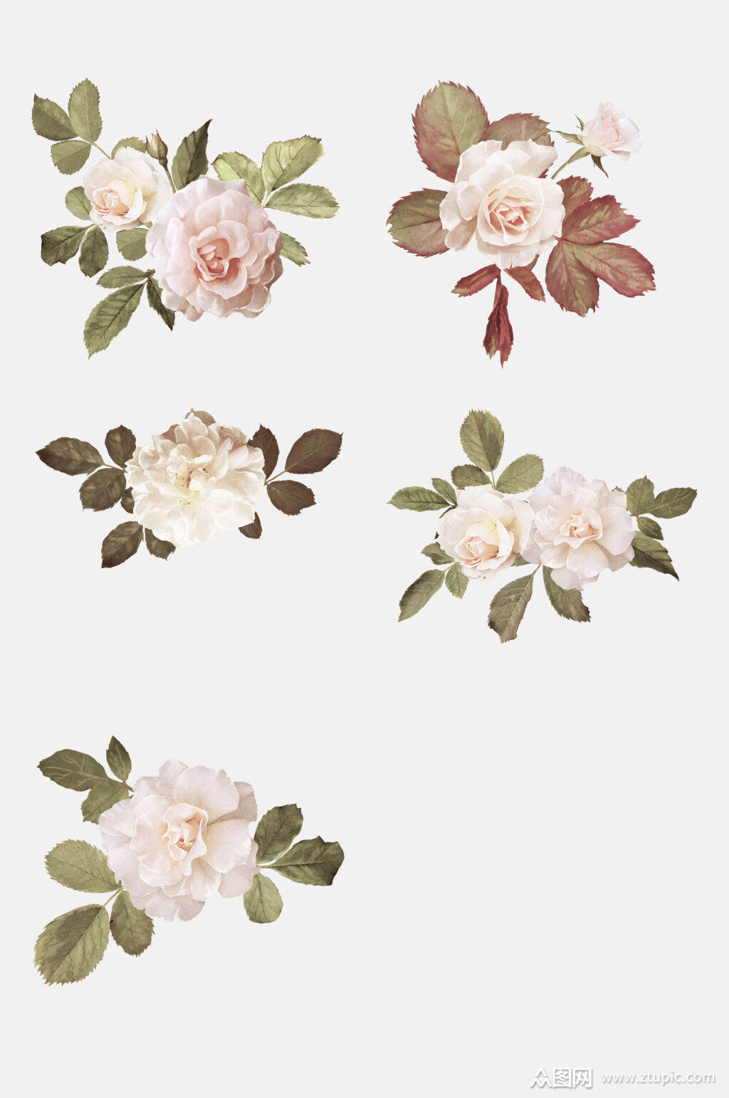 玫瑰花花瓣玫瑰花单朵设计元素