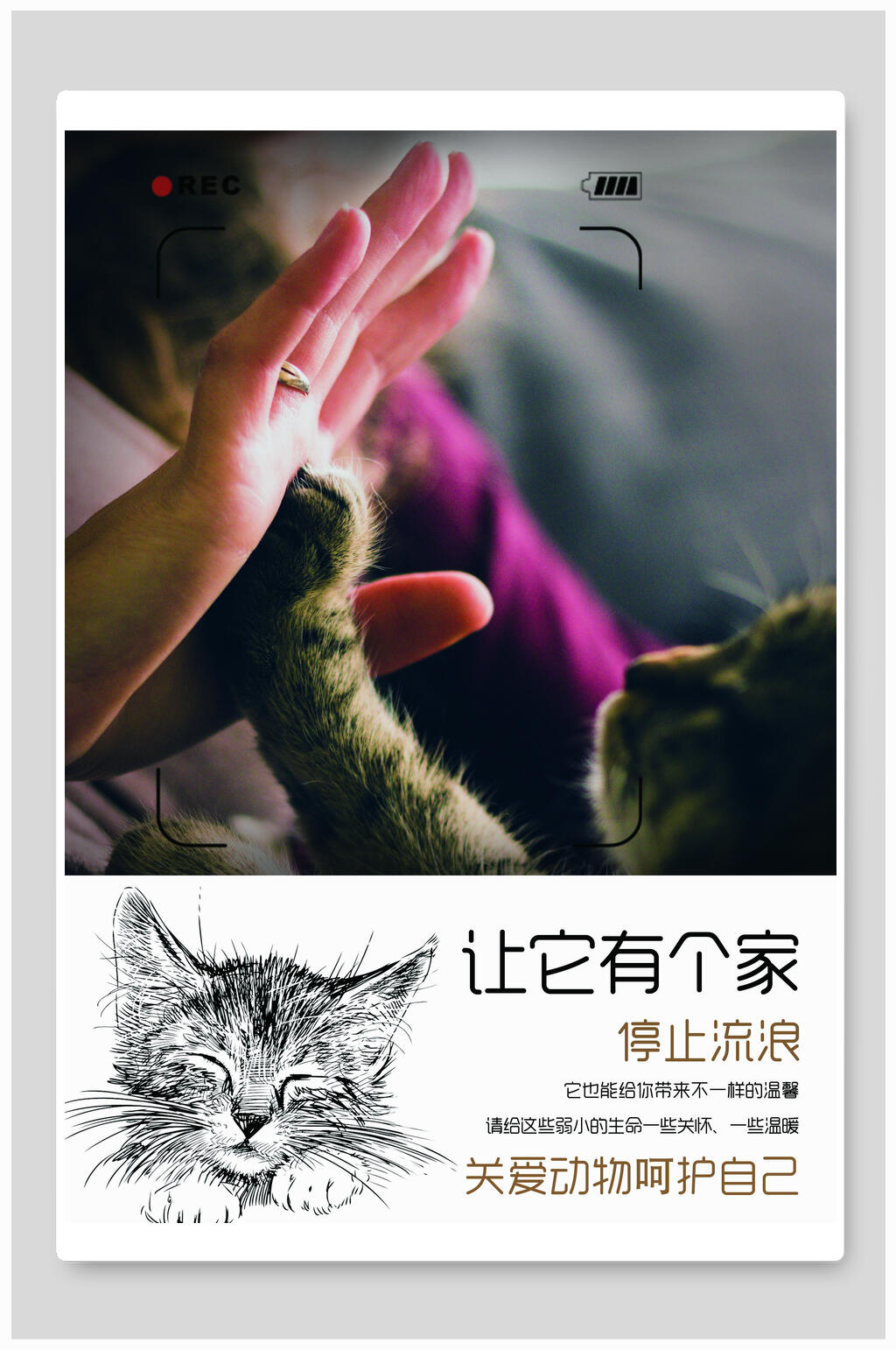 关爱动物小猫公益海报设计素材