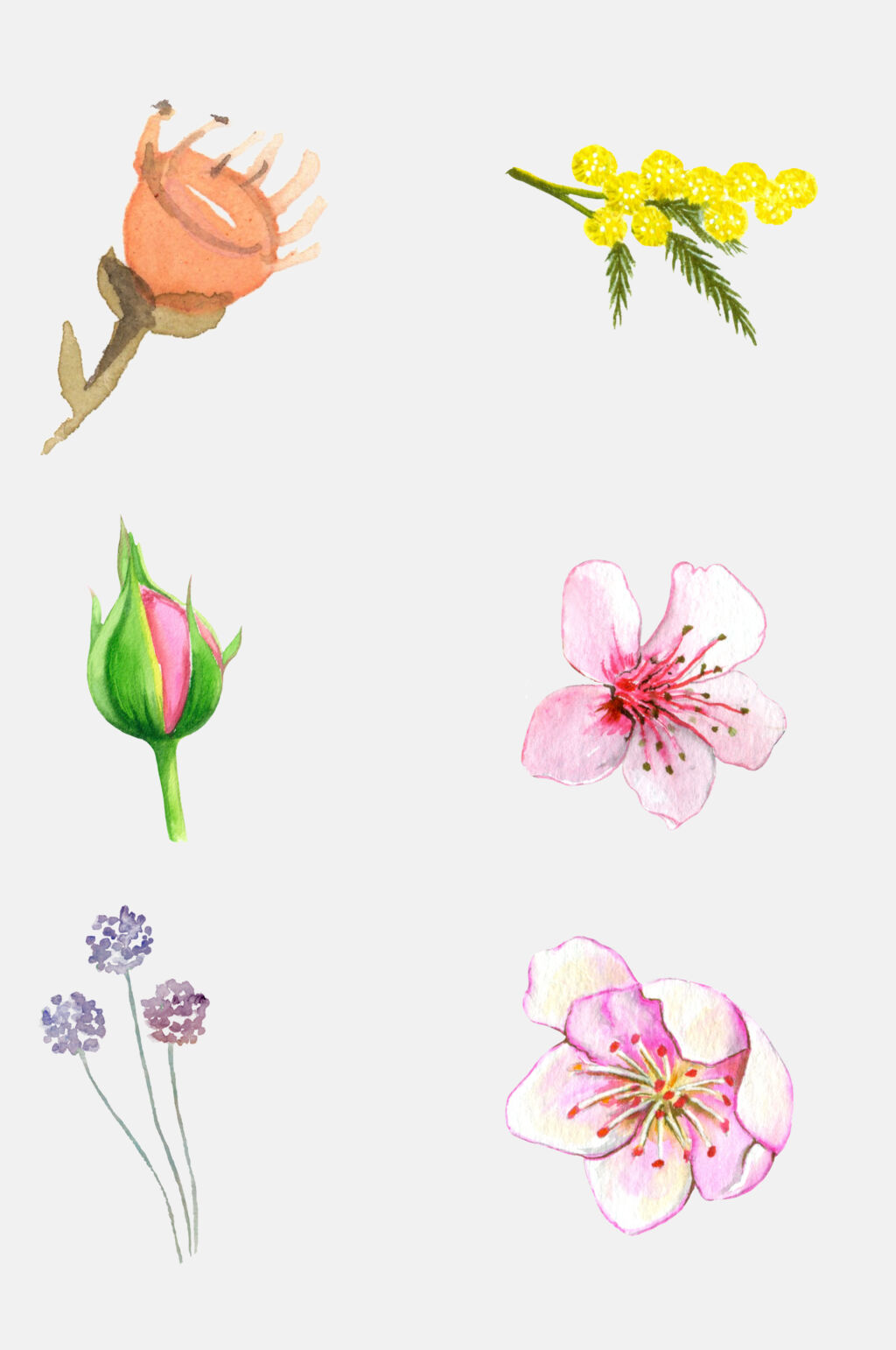 水彩花卉插画免抠元素素材