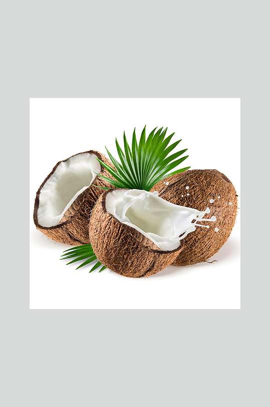 海南椰子高清摄影图片