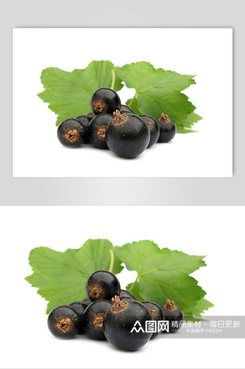 黑色新鲜水果黑加仑图片素材