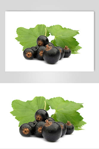 黑色新鲜水果黑加仑图片