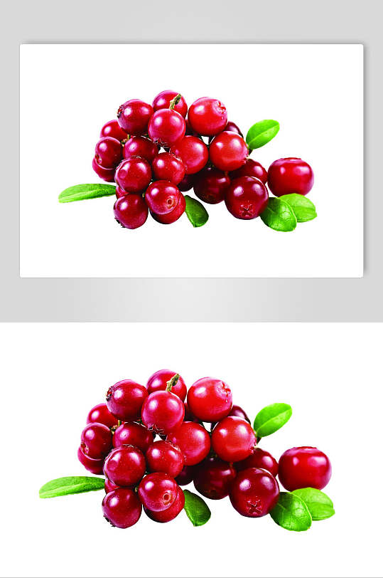 新鲜蔓越莓高清摄影图片