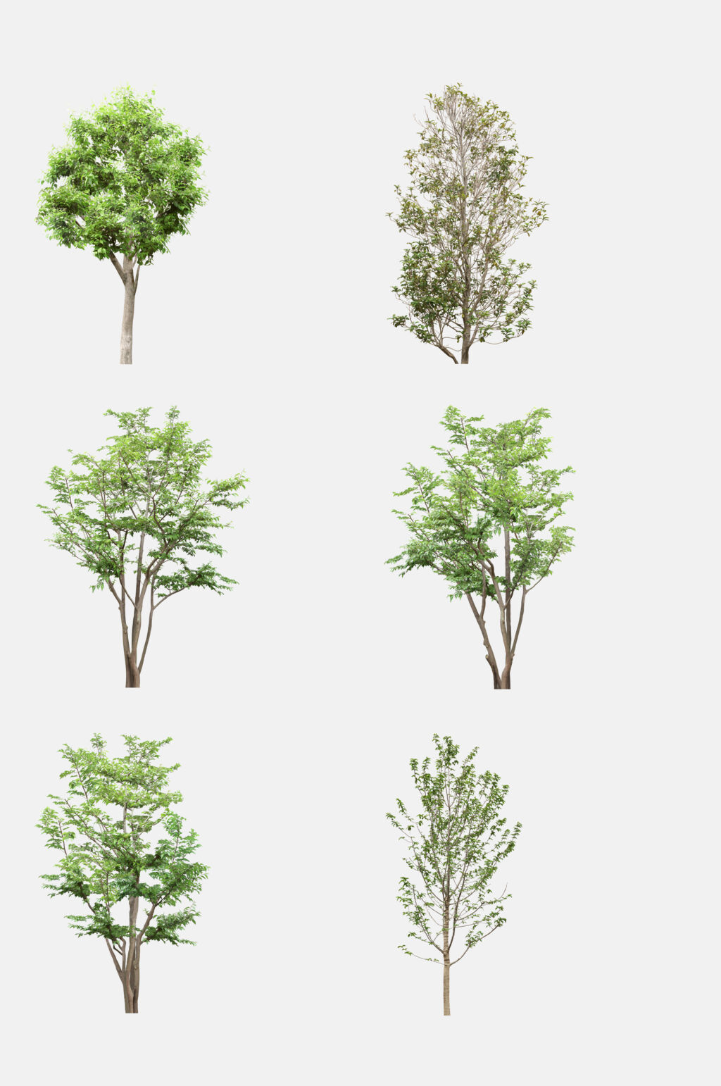 景观树植物树木免抠元素素材下载-众图网