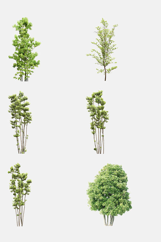 植物树木景观树免抠元素素材