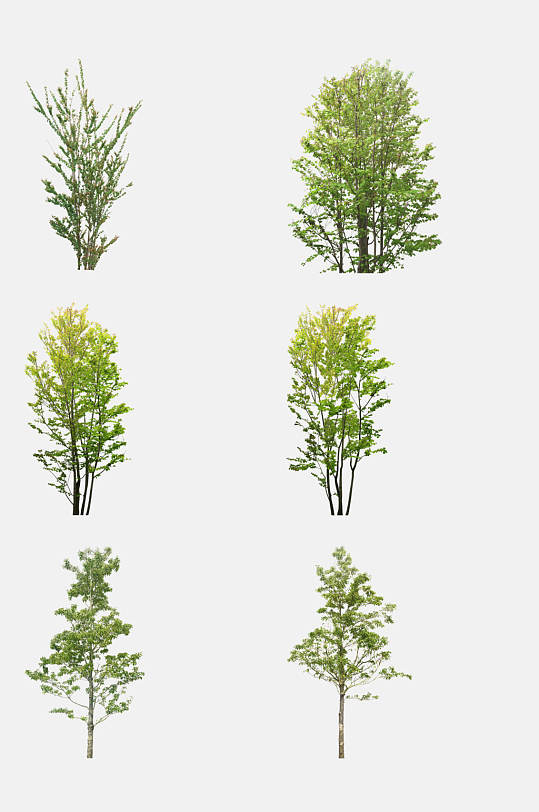 植物树木景观素材免抠元素