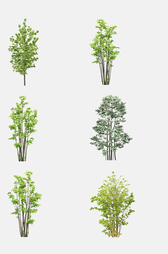 景观树植物树木免抠元素