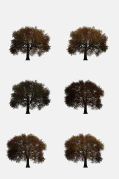 高清手绘画植物树木图片免抠元素素材
