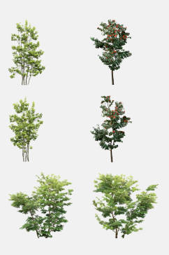 植物树木大树小树免抠元素