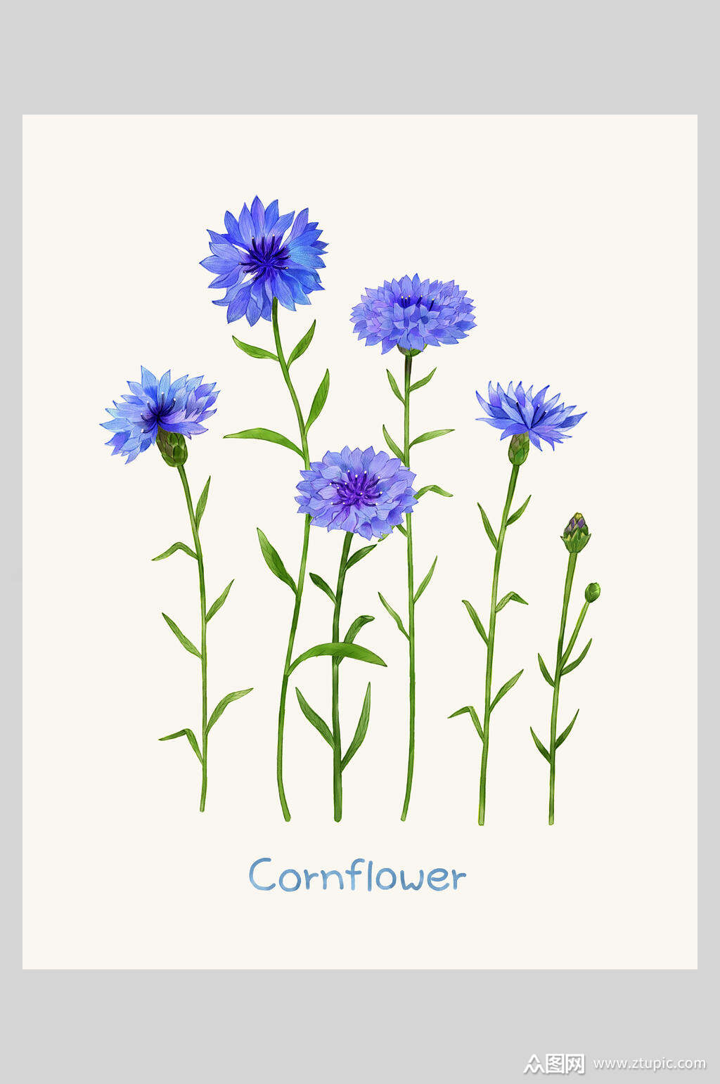 手绘植物插画素材模板下载-编号1493188-众图网