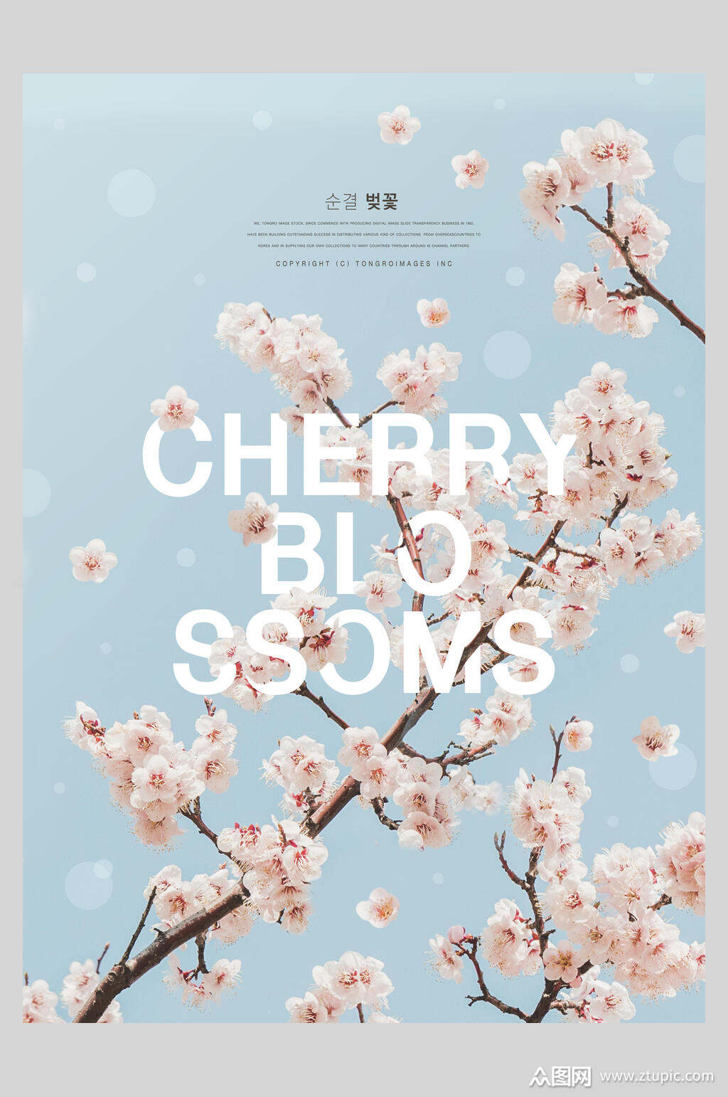 春季浪漫樱花鲜花创意海报