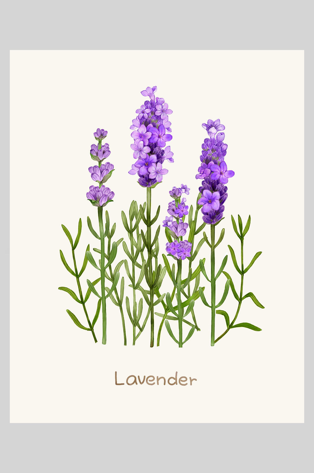 手绘植物花卉插画素材