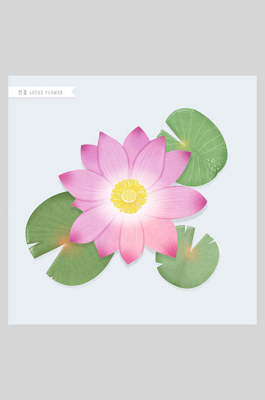 荷花鲜花植物插画素材