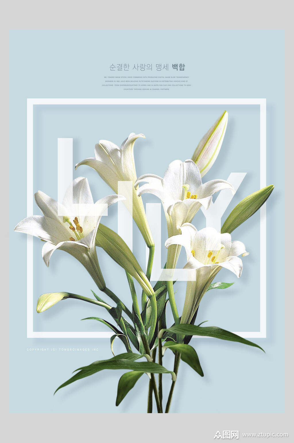 百合花植物花卉海报