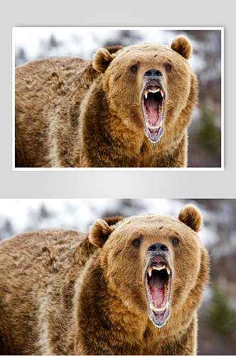 黑熊棕熊动物嘶吼张嘴高清图片