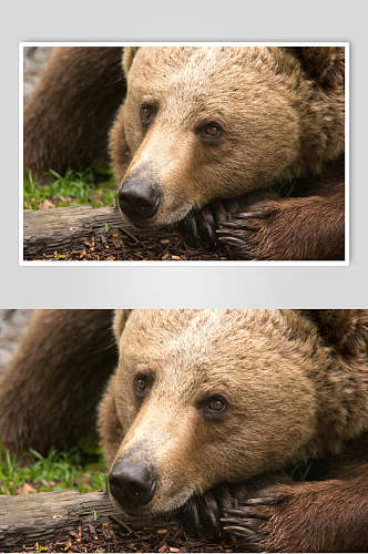 黑熊棕熊动物中景图片